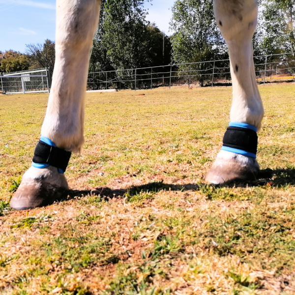 Pastern Wraps Cura Equestrian